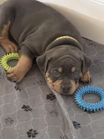 Romeo, a male American Bully for sale in Denver, CO – Photo 2 of 2