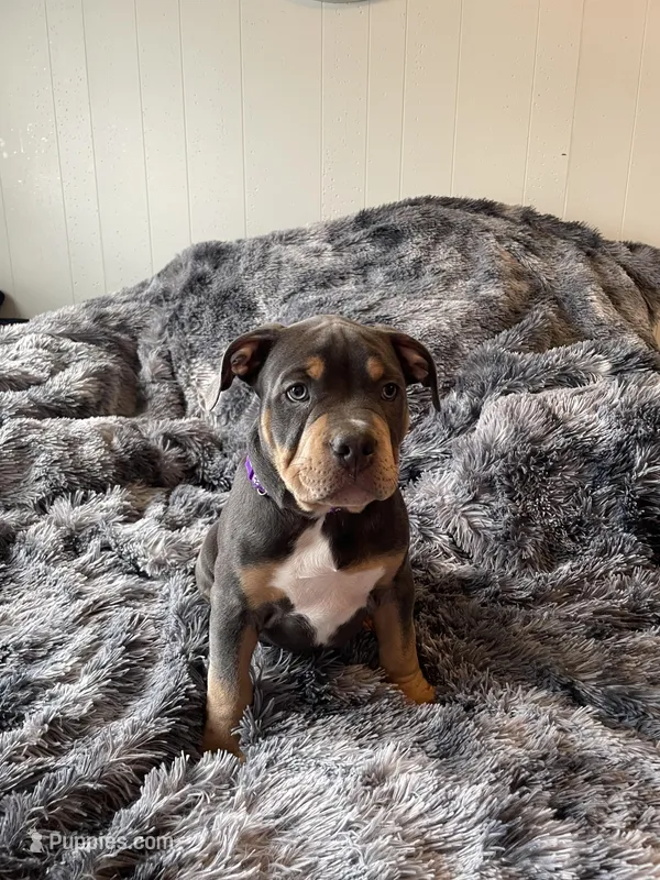 Romeo – American Bully puppy for sale in Denver, CO