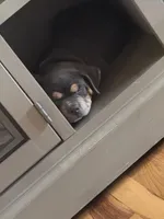 Hulk, a male American Bully for sale in Denver, CO – Photo 3 of 3