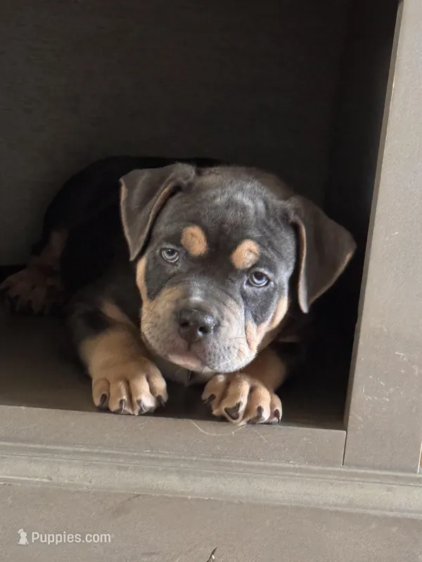 Hulk – American Bully puppy for sale in Denver, CO