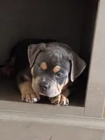 Hulk, a male American Bully for sale in Denver, CO – Photo 2 of 3