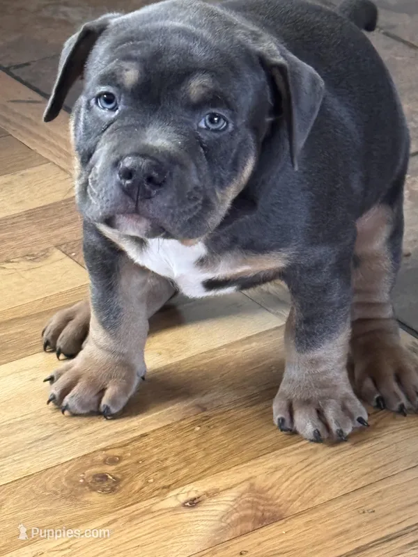 Kong – American Bully puppy for sale in Denver, CO