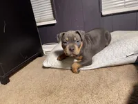 Chanel, a female American Bully for sale in Denver, CO – Photo 5 of 5