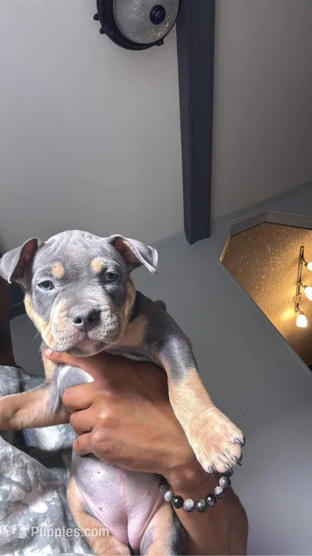 Chanel – American Bully puppy for sale in Denver, CO