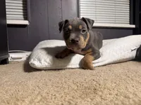 Chanel, a female American Bully for sale in Denver, CO – Photo 4 of 5