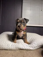 Chanel, a female American Bully for sale in Denver, CO – Photo 3 of 5