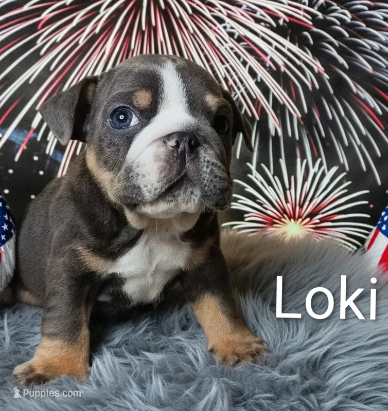 Loki – English Bulldog puppy for sale in Munfordville, KY