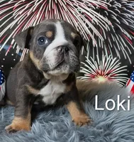 Loki, a male English Bulldog for sale in Munfordville, KY – 1 of 3