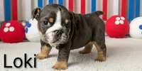 Loki, a male English Bulldog for sale in Munfordville, KY – 2 of 3