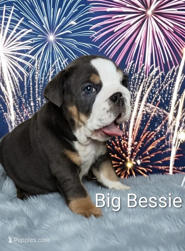 Big Bessie  – English Bulldog puppy for sale in Munfordville, KY