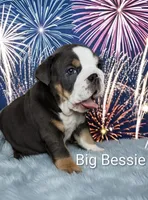 Big Bessie , a female English Bulldog for sale in Munfordville, KY – 1 of 3