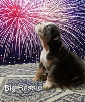 Big Bessie , a female English Bulldog for sale in Munfordville, KY – 3 of 3