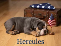 Hercules, a male English Bulldog for sale in Munfordville, KY – 1 of 3