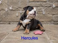 Hercules, a male English Bulldog for sale in Munfordville, KY – 2 of 3