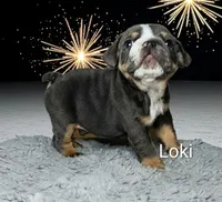 Loki, a male English Bulldog for sale in Munfordville, KY – 3 of 3