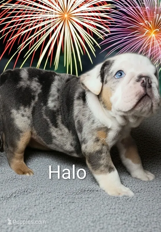 Halo – English Bulldog puppy for sale in Munfordville, KY