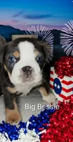 Big Bessie , a female English Bulldog for sale in Munfordville, KY – 2 of 3