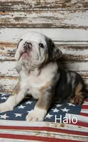 Halo, a male English Bulldog for sale in Munfordville, KY – 2 of 2