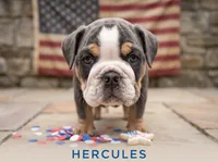Hercules, a male English Bulldog for sale in Munfordville, KY – 3 of 3