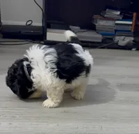 Quill, a male Shichon for sale in Kernersville, NC – Photo 3 of 8