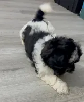 Quill, a male Shichon for sale in Kernersville, NC – Photo 4 of 8