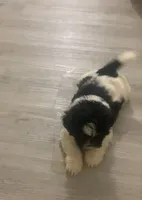 Quill, a male Shichon for sale in Kernersville, NC – Photo 2 of 8