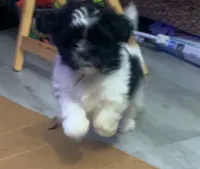 Quill, a male Shichon for sale in Kernersville, NC – Photo 6 of 8