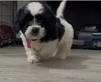 Baby Girl, a female Bichon Frise and Shichon for sale in Kernersville, NC – Photo 1 of 3