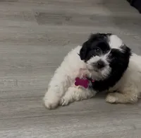 Baby Girl, a female Bichon Frise and Shichon for sale in Kernersville, NC – Photo 2 of 3