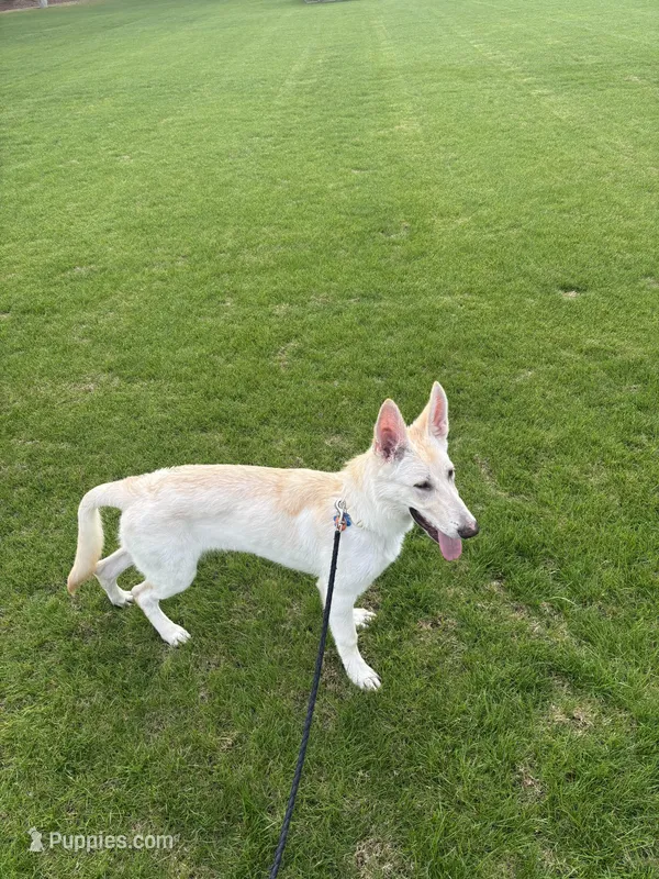 Blue  – German Shepherd Dog puppy for sale in Statesboro, GA