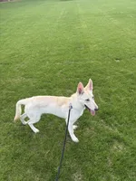Blue , a male German Shepherd Dog for sale in Statesboro, GA – Photo 1 of 3