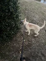 Blue , a male German Shepherd Dog for sale in Statesboro, GA – Photo 3 of 3