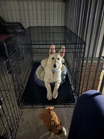 Blue , a male German Shepherd Dog for sale in Statesboro, GA – Photo 2 of 3