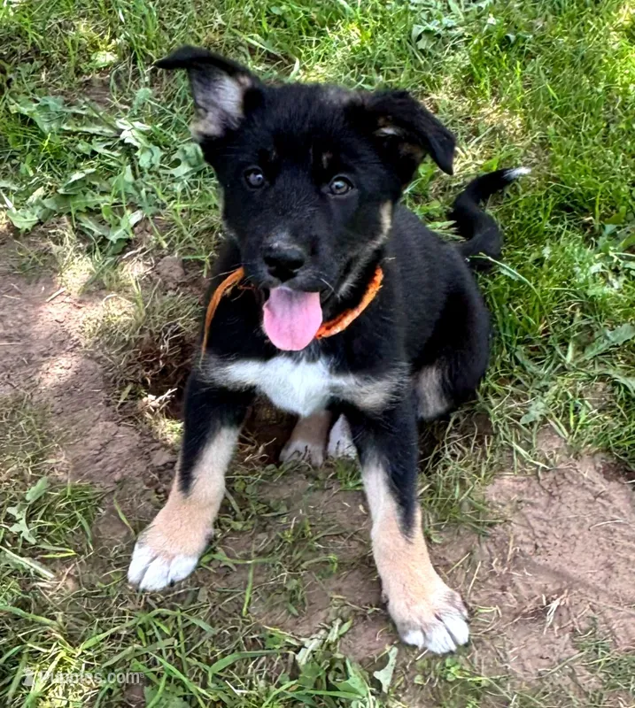 Gabrielle – German Shepherd Dog, Siberian Husky puppy for sale in Holton, MI