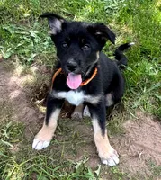 Gabrielle, a female German Shepherd Dog and Siberian Husky for sale in Holton, MI – 1 of 7
