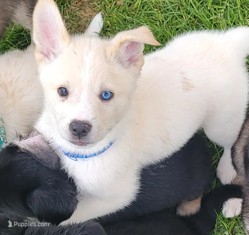 Blue Girl – German Shepherd Dog, Siberian Husky puppy for sale in Holton, MI