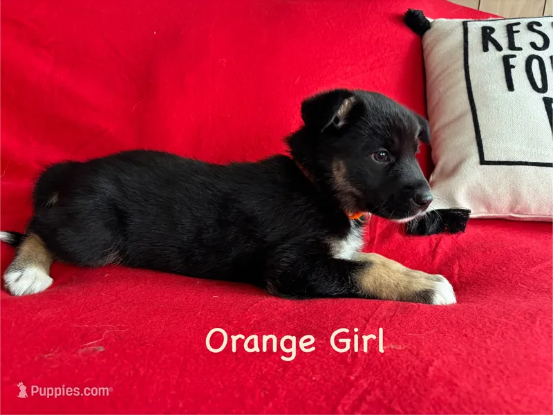 Orange Girl – German Shepherd Dog, Siberian Husky puppy for sale in Holton, MI