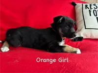 Orange Girl, a female German Shepherd Dog and Siberian Husky for sale in Holton, MI – 1 of 1
