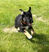 Gabrielle, a female German Shepherd Dog and Siberian Husky for sale in Holton, MI – 3 of 7