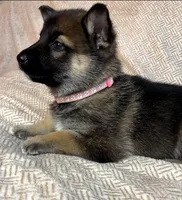 Pink Girl, a female German Shepherd Dog and Siberian Husky for sale in Holton, MI – Photo 2 of 2