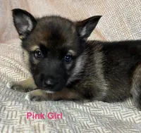 Pink Girl, a female German Shepherd Dog and Siberian Husky for sale in Holton, MI – Photo 1 of 2