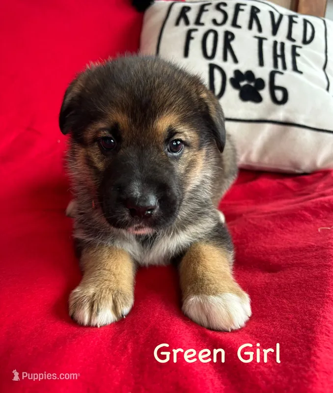 Green Girl – German Shepherd Dog, Siberian Husky puppy for sale in Holton, MI