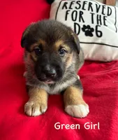 Green Girl, a female German Shepherd Dog and Siberian Husky for sale in Holton, MI – 1 of 1