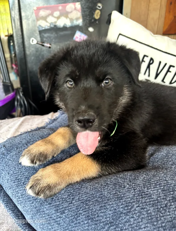 Green Boy – German Shepherd Dog, Siberian Husky puppy for sale in Holton, MI