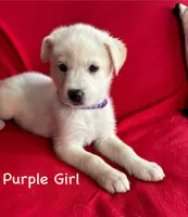 Purple Girl, a female German Shepherd Dog and Siberian Husky for sale in Holton, MI – 1 of 1