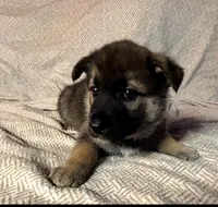 Blue Boy, a female German Shepherd Dog and Siberian Husky for sale in Holton, MI – Photo 2 of 2