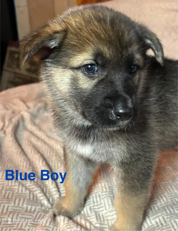 Blue Boy, a female German Shepherd Dog and Siberian Husky for sale in Holton, MI – Photo 1 of 2