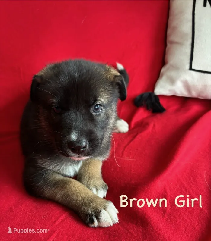 Brown Girl – German Shepherd Dog, Siberian Husky puppy for sale in Holton, MI