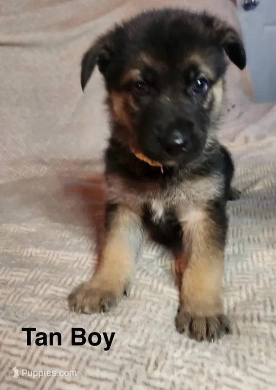Tan Boy, a female German Shepherd Dog and Siberian Husky for sale in Holton, MI – Photo 1 of 1