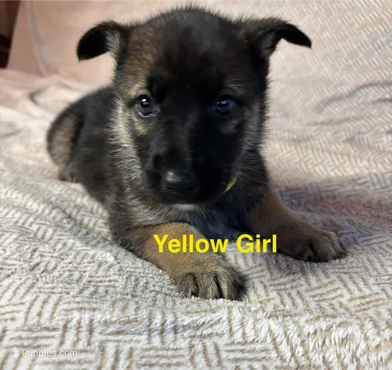 Yellow Girl, a female German Shepherd Dog and Siberian Husky for sale in Holton, MI – Photo 1 of 2